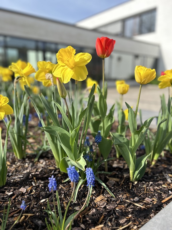 2024 Tulpen für Brot